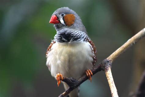 are galapagos finches endangered species